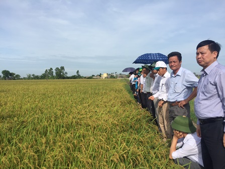 Hội thảo tổng kết mô hình trình diễn sử dụng phân bón Phú Mỹ trên cây lúa vụ Chiêm xuân năm 2016 tại xã Lê Lợi, huyện Kiến Xương, tỉnh Thái Bình